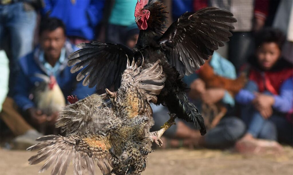 Đa dạng thể loại đá gà tại nhà cái