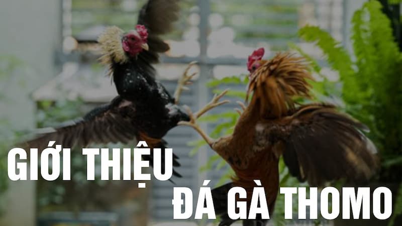 trực tiếp đá gà thomo