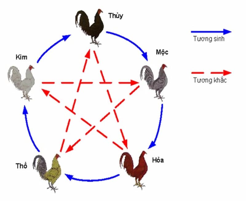 Hướng dẫn xem ngày đá gà theo phương pháp ngũ hành