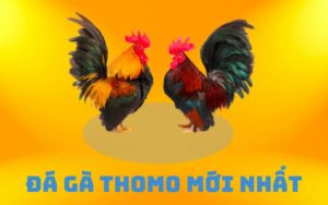 đá gà Thomo mới nhất