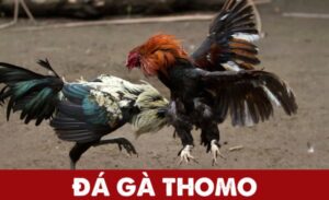 đá gà tre thomo