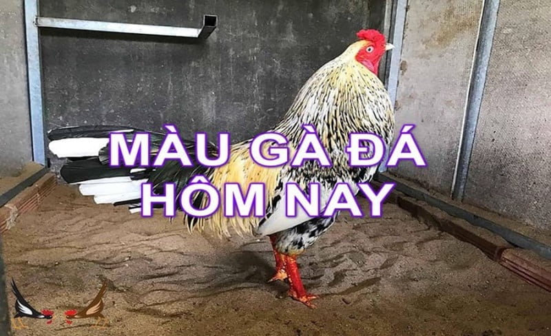 Màu mạng gà đá là gì? 