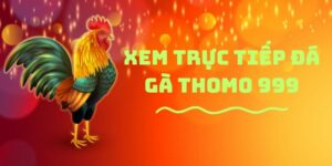 Theo dõi trực tiếp đá gà Thomo 999